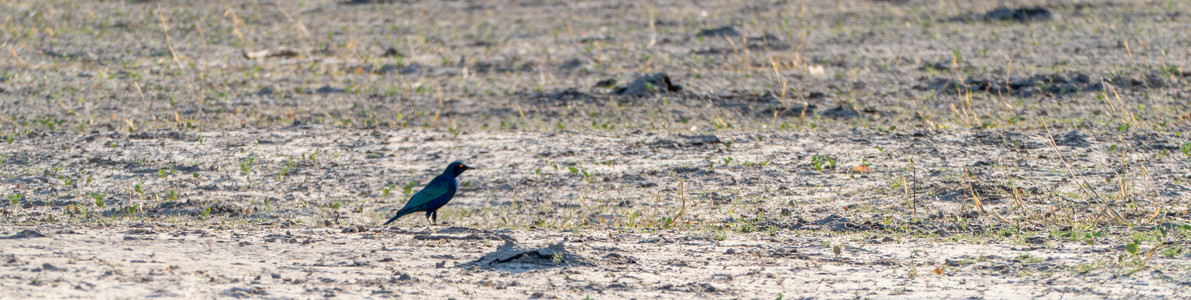 P1120939-Enhanced-NR.jpg